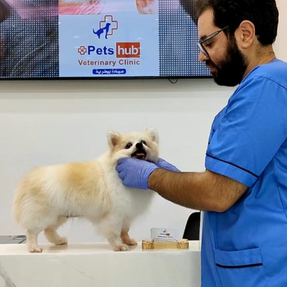 Annual Vaccination Or Full Dental Scaling For Cats & Dogs Petshub Veterinary Clinic Dubai UAE
