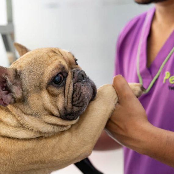 Full Dental Scaling For Pets At Pet Joy Veterinary Clinic Pet Joy Veterinary Clinic Dubai UAE