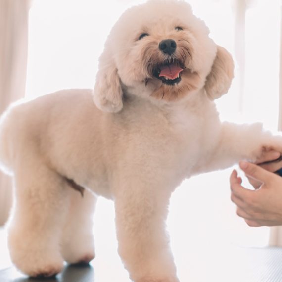 Buy Pamper Your Cat Or Dog With Full Grooming – Wash, Haircut, And More Now at Special Price in QatarMegaDeals.com Up To 42% Off On At Cloud Pet Salon And Boarding Cloud Pet Salon And Boarding Sharjah & N. Emirates UAE