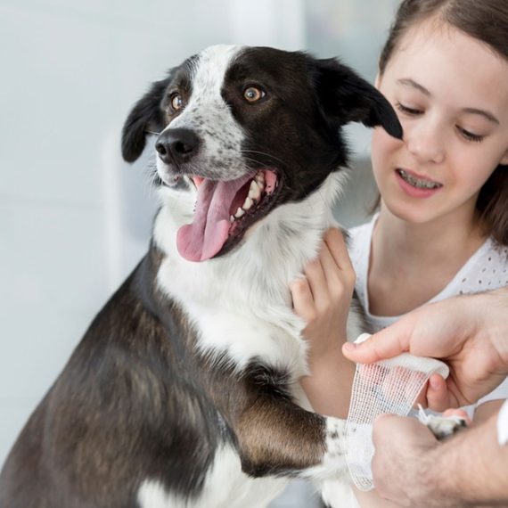 Choice Of Veterinary Service For Dog Or Cat Or Tom Cat Castration Petopia Veterinary Clinic Dubai UAE