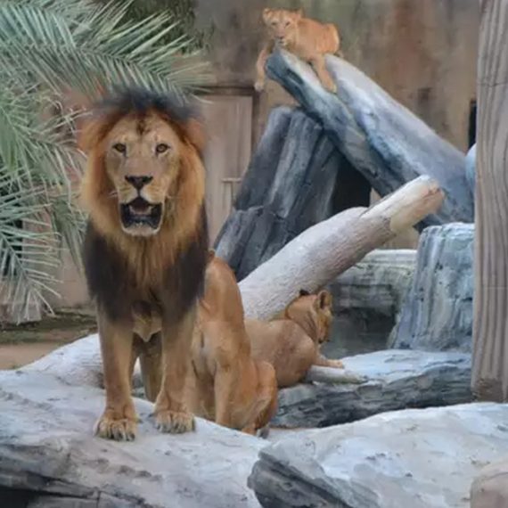 Dive Into Fun: Zoo Entrance With Activity And Aed 50/100/200 Voucher Emirates Park Zoo & Resort Abu Dhabi UAE