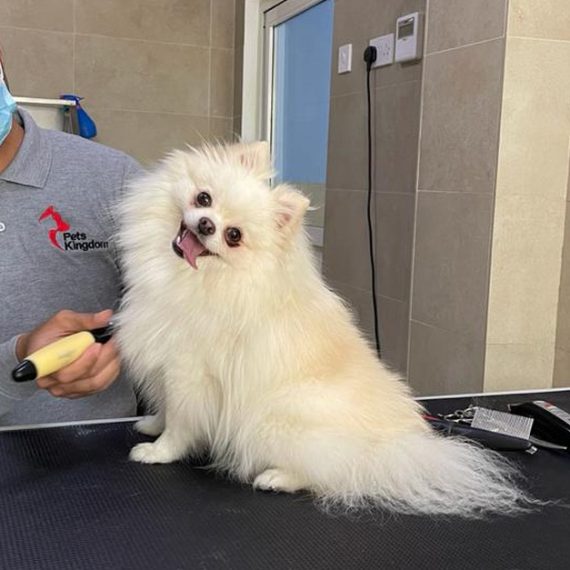 Extensive Pet Grooming Service Pets Kingdom Dubai UAE