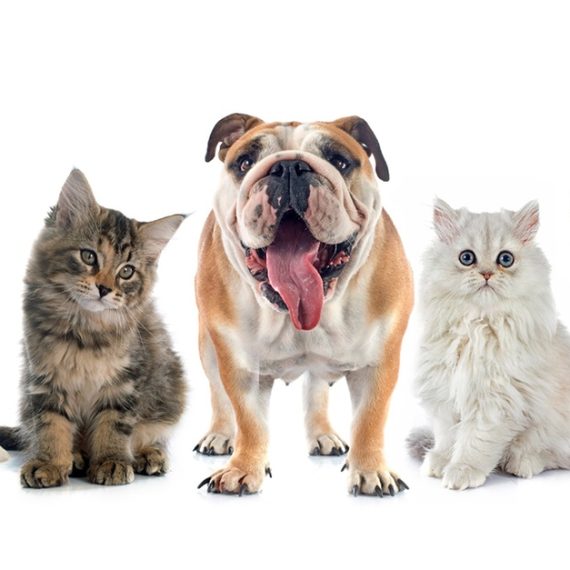 Full Grooming With Haircut At Cute Cat Veterinary Clinic Cute Cat Veterinary clinic Dubai UAE
