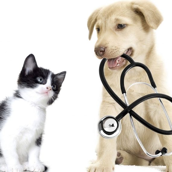 Get Specialized Vet Care For Your Pet At Cute Cat Veterinary Clinic Cute Cat Veterinary clinic Sharjah & N. Emirates UAE