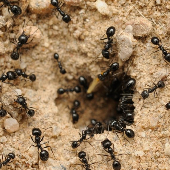 Pest Control Service - General Eagle Nest Pest Services Dubai UAE