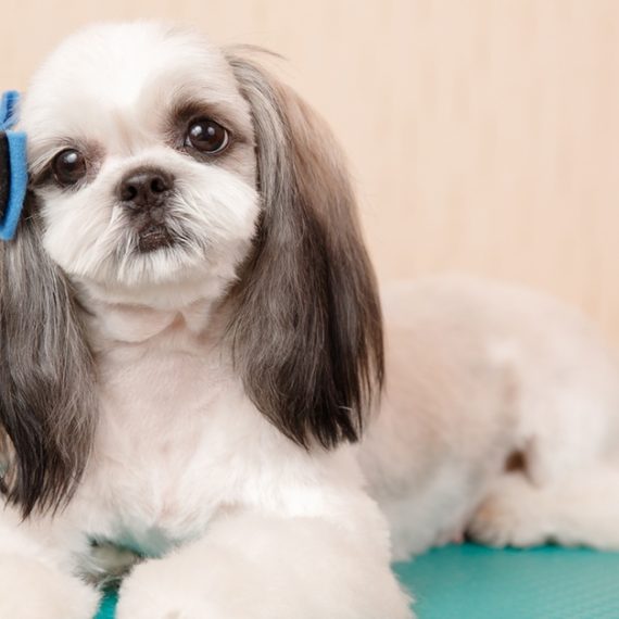 Basic Or Full Grooming For Small