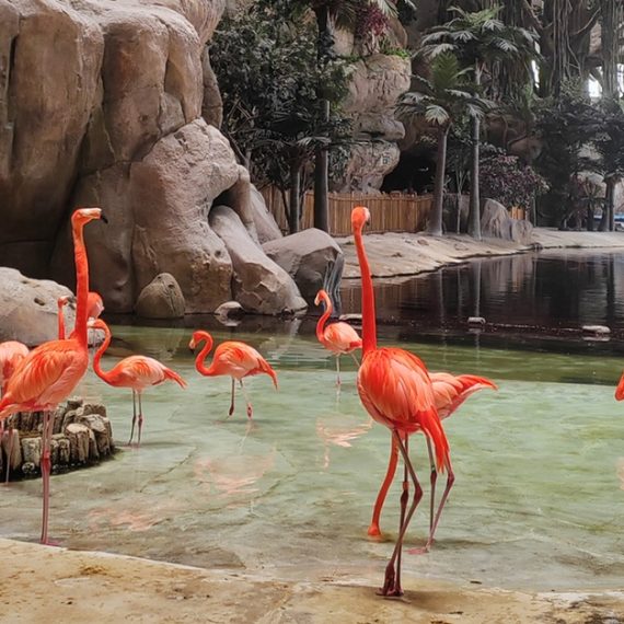 Emirates Park Zoo