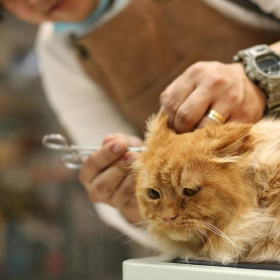 Full And Basic Grooming Options For Dogs And Cats Mesho Pet Grooming Salon Dubai UAE