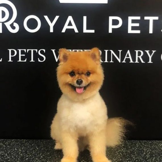 Get Premium Full Grooming For Cats Or Dogs Under Or Over 10kg Royal Pets Veterinary Clinic Dubai UAE