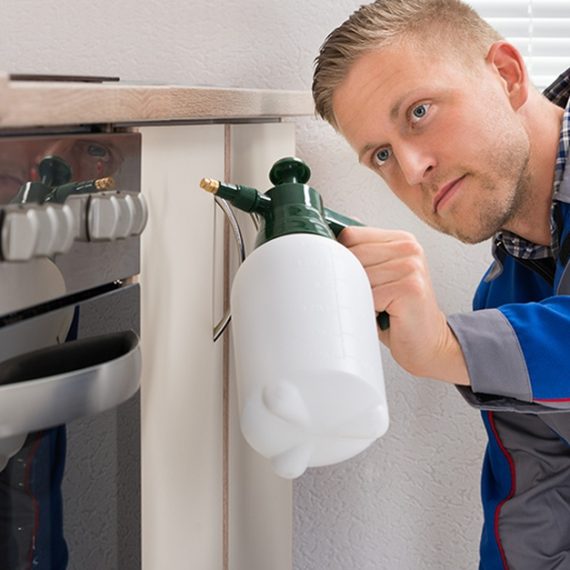 Pest Control Services For Homes And Offices Kifah for pest control Dubai UAE