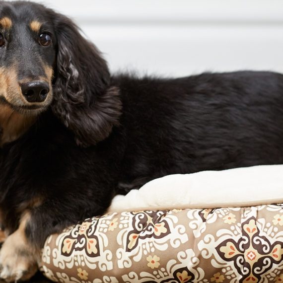 Pet Boarding & Daycare Packages For Cats And Dogs Of All Sizes Pawbulance Veterinary Clinic Dubai UAE