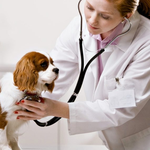 Vet Petbook veterinary clinic Dubai UAE