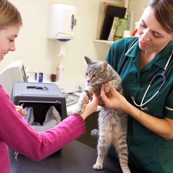 Buy Medical Services For Pets At Pet Joy Veterinary Clinic Now at Special Price in QatarMegaDeals.com Medical Services For Pets At Pet Joy Veterinary Clinic Pet Joy Veterinary Clinic Dubai UAE