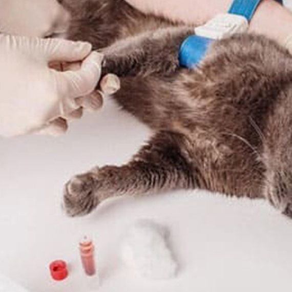 Female Cat Spaying Up To Or Above 20 Kg