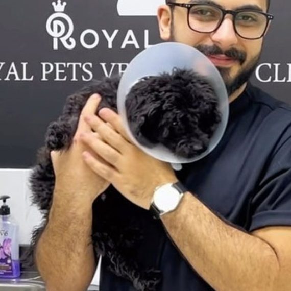 Buy Dog Cat Medical Check Up W Optional Deworming Or Annual Vaccination Now at Special Price in QatarMegaDeals.com Dog Cat Medical Check Up W Optional Deworming Or Annual Vaccination Royal Pets Veterinary Clinic Dubai UAE