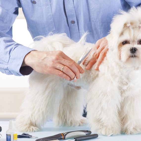 Pet - Grooming Salon Kittys zone Dubai UAE