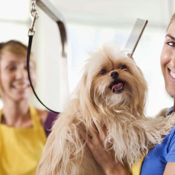 Buy Small Cat/Dog, Medium Dog Or Large Dog Full Grooming Now at Special Price in QatarMegaDeals.com Small Cat/Dog