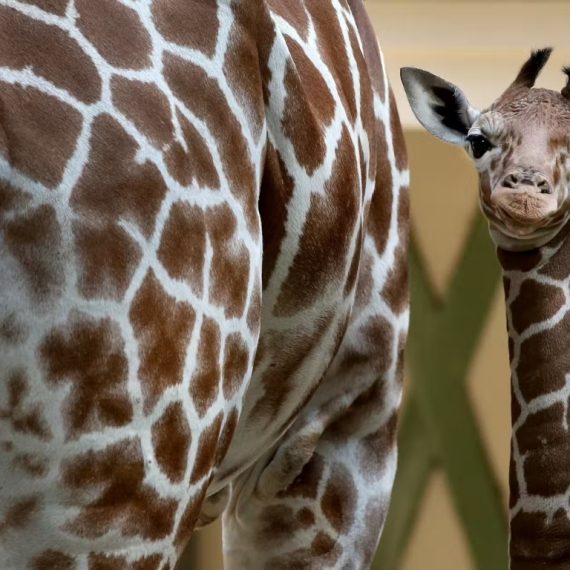 ARTIS Amsterdam Royal Zoo: Entry Ticket Experiences