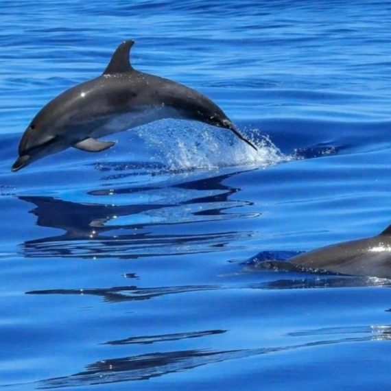 Bandar Rowdha Marina Dolphin Tour Boat Package Recently Added Experiences