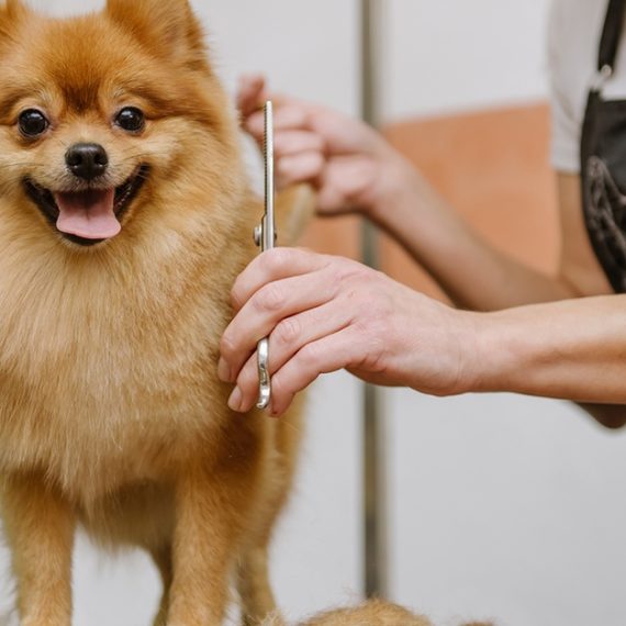 Basic Tidy Up & Full Royal Grooming For Dogs & Cats Paw Celebration Pet Spa and Boutique Dubai UAE