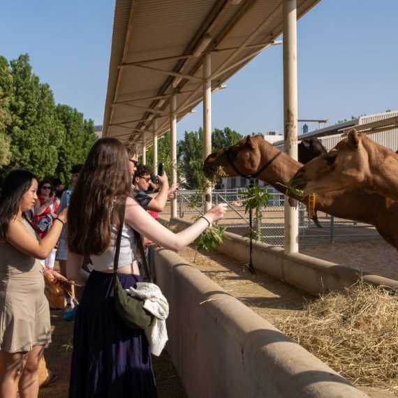 Camelicious – Camel Farm & Factory Tour with Camel Product Tasting Must-see attractions