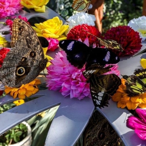 Discover Dubai Butterfly Garden: Entry For 1