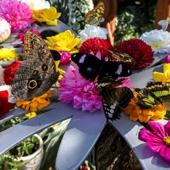 Dubai Butterfly Garden & Miracle Garden Pass For One