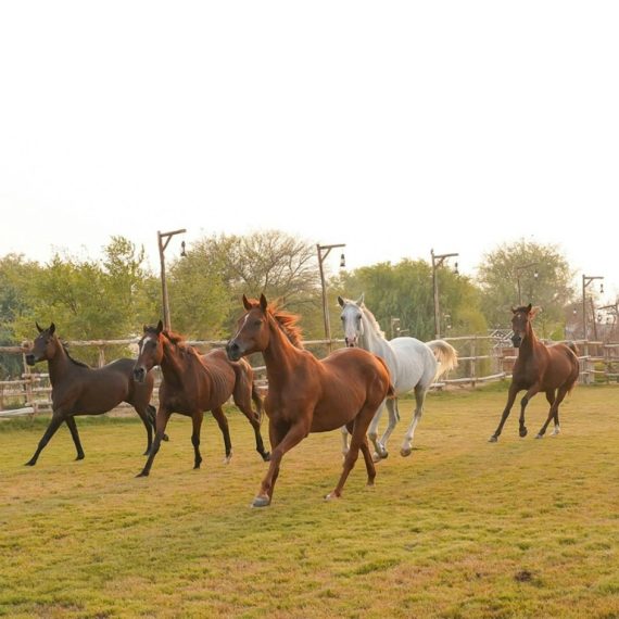 Horse Riding with Open Buffet Dinner & Shows Desert safaris