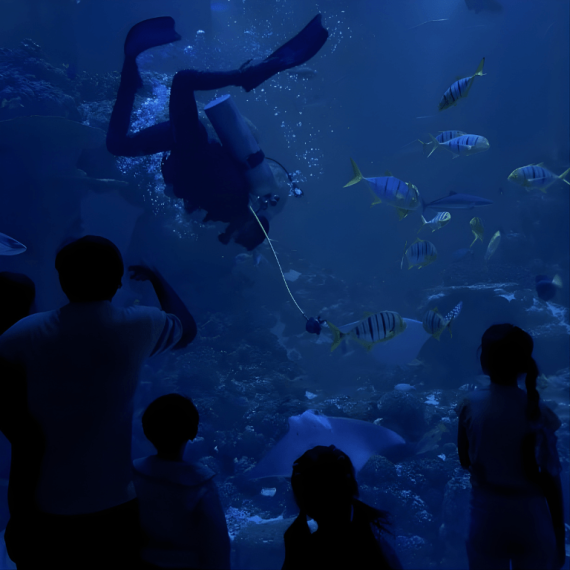 Oman Aquarium at Mall of Muscat Experiences