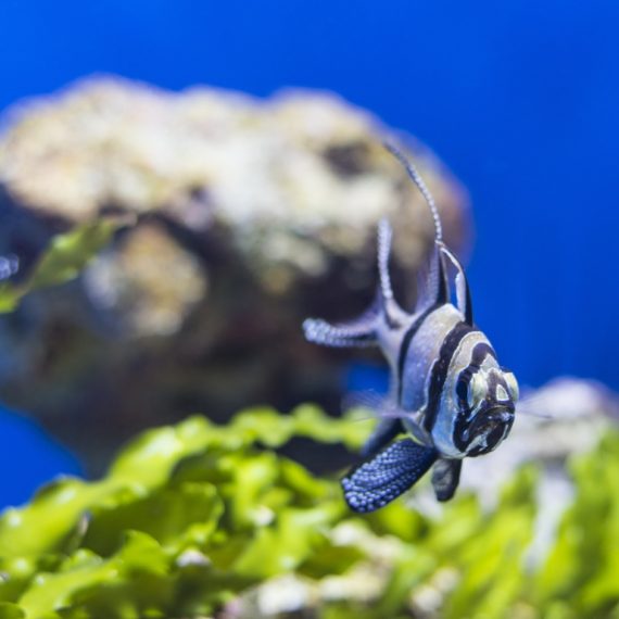 SEA LIFE Manchester Entry Ticket Top-Rated Attractions