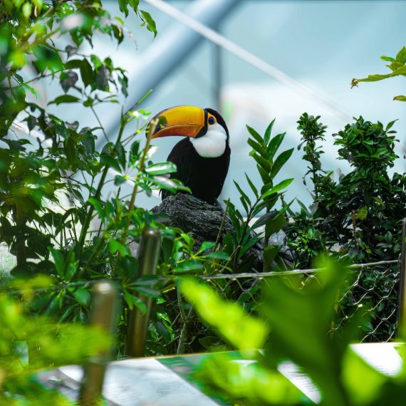 The Green Planet Dubai Experiences