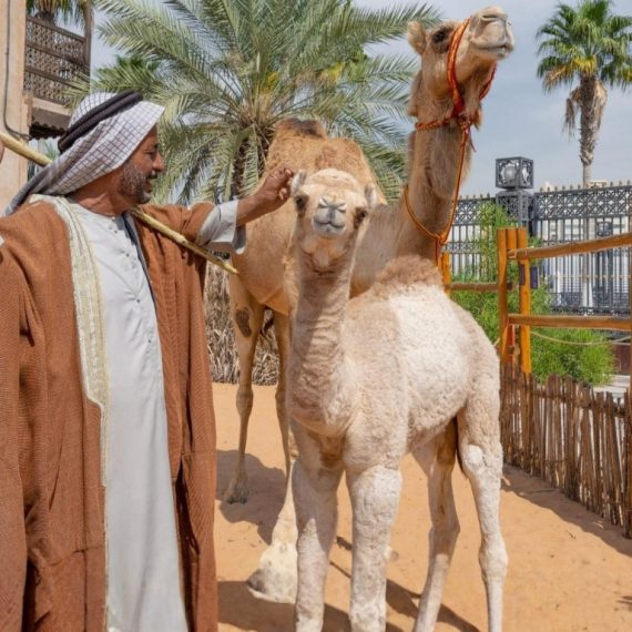 Emirati Hospitality Experience (Breakfast) Sightseeing and Tours