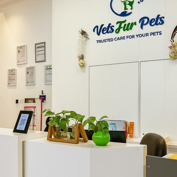 Professional Pet Grooming For Cats