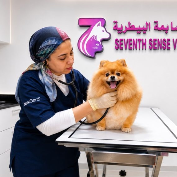 Professional Veterinary Care And Annual Pet Wellness Packages Seventh Sense Veterinary Clinic Sharjah & N. Emirates UAE